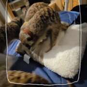 ヒメ日記 2025/11/03 06:32 投稿 みのり 男を狂わせる黒髪美女 今ドキ マットMAX