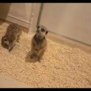 ヒメ日記 2025/11/11 19:17 投稿 みのり　男を狂わせる黒髪美女 今ドキ マットMAX