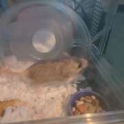 ヒメ日記 2025/11/18 19:27 投稿 みのり　男を狂わせる黒髪美女 今ドキ マットMAX