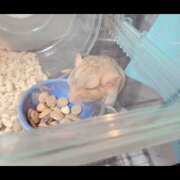 ヒメ日記 2025/11/28 10:41 投稿 みのり 男を狂わせる黒髪美女 今ドキ マットMAX