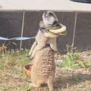 ヒメ日記 2025/12/02 06:09 投稿 みのり 男を狂わせる黒髪美女 今ドキ マットMAX