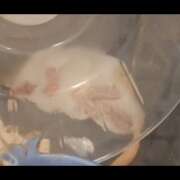 ヒメ日記 2025/12/10 06:42 投稿 みのり　男を狂わせる黒髪美女 今ドキ マットMAX