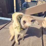 ヒメ日記 2025/12/11 08:03 投稿 みのり　男を狂わせる黒髪美女 今ドキ マットMAX