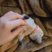 ヒメ日記 2025/12/16 07:16 投稿 みのり　男を狂わせる黒髪美女 今ドキ マットMAX