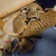 ヒメ日記 2025/12/28 08:23 投稿 みのり　男を狂わせる黒髪美女 今ドキ マットMAX