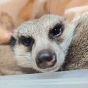 ヒメ日記 2025/12/31 14:38 投稿 みのり　男を狂わせる黒髪美女 今ドキ マットMAX