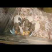 ヒメ日記 2026/01/08 07:22 投稿 みのり　男を狂わせる黒髪美女 今ドキ マットMAX