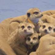 ヒメ日記 2026/01/09 22:46 投稿 みのり　男を狂わせる黒髪美女 今ドキ マットMAX