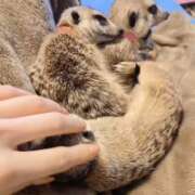 ヒメ日記 2026/01/25 20:43 投稿 みのり　男を狂わせる黒髪美女 今ドキ マットMAX