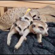 ヒメ日記 2026/02/04 22:49 投稿 みのり　男を狂わせる黒髪美女 今ドキ マットMAX