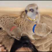 ヒメ日記 2026/02/17 06:37 投稿 みのり　男を狂わせる黒髪美女 今ドキ マットMAX