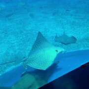 ヒメ日記 2026/03/03 23:09 投稿 みのり　男を狂わせる黒髪美女 今ドキ マットMAX