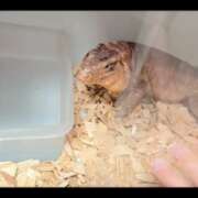 ヒメ日記 2026/03/28 18:29 投稿 みのり　男を狂わせる黒髪美女 今ドキ マットMAX