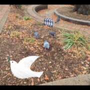 ヒメ日記 2026/03/31 15:39 投稿 みのり　男を狂わせる黒髪美女 今ドキ マットMAX