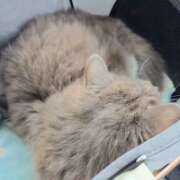 ヒメ日記 2026/04/04 09:08 投稿 みのり　男を狂わせる黒髪美女 今ドキ マットMAX