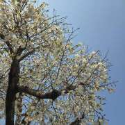 ヒメ日記 2026/04/04 09:38 投稿 みのり　男を狂わせる黒髪美女 今ドキ マットMAX