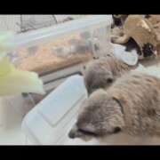 ヒメ日記 2026/04/08 18:23 投稿 みのり　男を狂わせる黒髪美女 今ドキ マットMAX