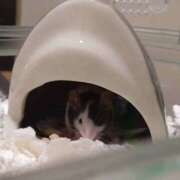 ヒメ日記 2026/04/08 22:10 投稿 みのり　男を狂わせる黒髪美女 今ドキ マットMAX