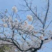 ヒメ日記 2026/04/09 07:20 投稿 みのり　男を狂わせる黒髪美女 今ドキ マットMAX