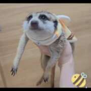 ヒメ日記 2026/04/14 07:16 投稿 みのり　男を狂わせる黒髪美女 今ドキ マットMAX