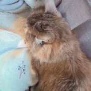 ヒメ日記 2026/04/18 21:52 投稿 みのり　男を狂わせる黒髪美女 今ドキ マットMAX