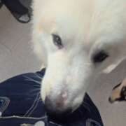 ヒメ日記 2026/04/19 23:30 投稿 みのり　男を狂わせる黒髪美女 今ドキ マットMAX