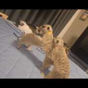 ヒメ日記 2026/04/22 06:08 投稿 みのり　男を狂わせる黒髪美女 今ドキ マットMAX