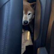 ヒメ日記 2025/04/05 13:32 投稿 伊藤七海 五十路マダム　和歌山店