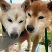 ヒメ日記 2025/05/19 17:16 投稿 伊藤七海 五十路マダム　和歌山店