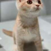 ヒメ日記 2025/02/09 21:40 投稿 あん　歓喜！視線も心も奪う美女 今ドキ マットMAX