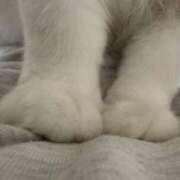 ヒメ日記 2025/05/31 19:33 投稿 あん　歓喜！視線も心も奪う美女 今ドキ マットMAX