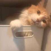 ヒメ日記 2025/07/25 02:36 投稿 あん　歓喜！視線も心も奪う美女 今ドキ マットMAX