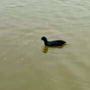 ヒメ日記 2025/11/07 00:32 投稿 あん　歓喜！視線も心も奪う美女 今ドキ マットMAX