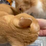 ヒメ日記 2025/11/12 16:59 投稿 あん　歓喜！視線も心も奪う美女 今ドキ マットMAX