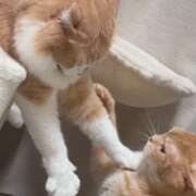 ヒメ日記 2026/02/04 19:25 投稿 あん　歓喜！視線も心も奪う美女 今ドキ マットMAX