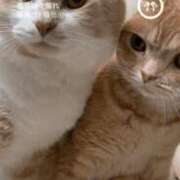 ヒメ日記 2026/03/03 23:15 投稿 あん　歓喜！視線も心も奪う美女 今ドキ マットMAX