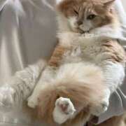 ヒメ日記 2026/04/06 12:20 投稿 あん　歓喜！視線も心も奪う美女 今ドキ マットMAX