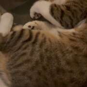 ヒメ日記 2026/04/10 19:43 投稿 あん　歓喜！視線も心も奪う美女 今ドキ マットMAX