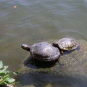 ヒメ日記 2026/04/12 12:11 投稿 あん　歓喜！視線も心も奪う美女 今ドキ マットMAX