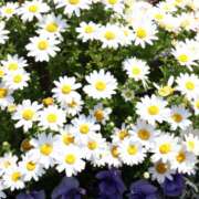 ヒメ日記 2026/04/12 18:55 投稿 あん　歓喜！視線も心も奪う美女 今ドキ マットMAX