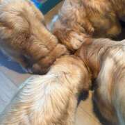 ヒメ日記 2026/04/17 15:57 投稿 あん　歓喜！視線も心も奪う美女 今ドキ マットMAX