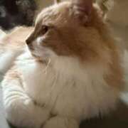 ヒメ日記 2026/04/19 22:39 投稿 あん　歓喜！視線も心も奪う美女 今ドキ マットMAX