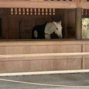 新咲 明けまして🎍 モアグループ西川口人妻城