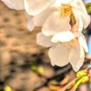 ヒメ日記 2025/04/04 20:05 投稿 若宮 はつみ SUMIRE