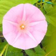 ヒメ日記 2025/05/13 11:57 投稿 若宮 はつみ SUMIRE