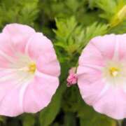 ヒメ日記 2025/05/25 16:18 投稿 若宮 はつみ SUMIRE