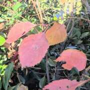 ヒメ日記 2025/11/13 19:13 投稿 若宮 はつみ SUMIRE