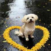 ヒメ日記 2025/11/25 21:11 投稿 つぐみ MIKADO