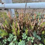 なるみ 最近見かけないよねえ 熟女デリヘル倶楽部