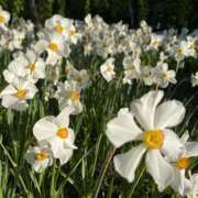 ヒメ日記 2025/12/09 22:11 投稿 かすみ 大奥 梅田店